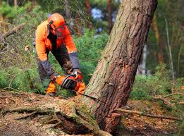 Best Emergency Tree Removal  in Goshen, IN