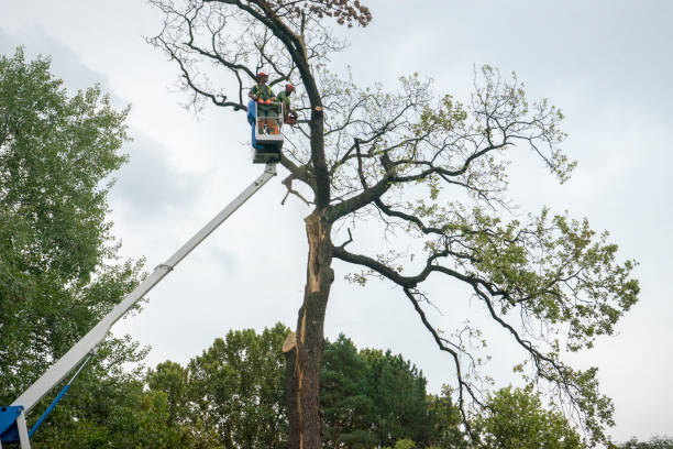 Goshen, IN Tree Removal Services Company